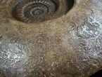 Huge Hammatoceras Ammonite From France #7995-1